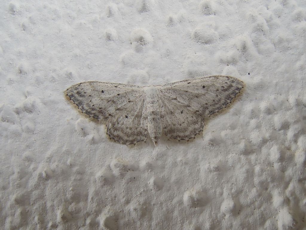 Idaea sp. - Idaea seriata