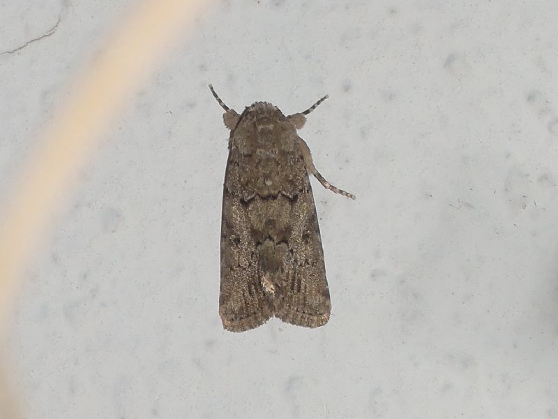 Aporophyla lutulenta ?? No, Spodoptera cilium, Noctuidae