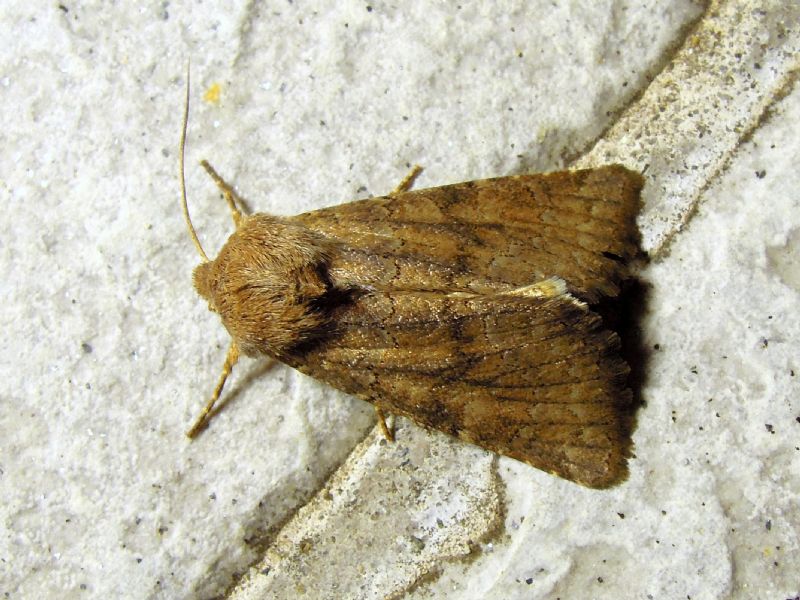 noctuidae.. Aporophyla sp.