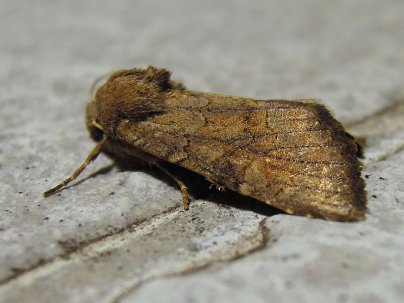 noctuidae.. Aporophyla sp.