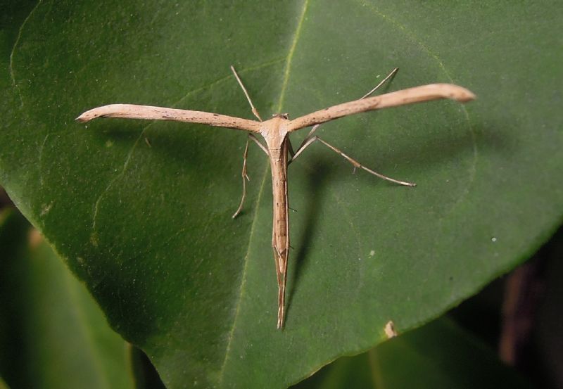 Pterophoridae da ID 1