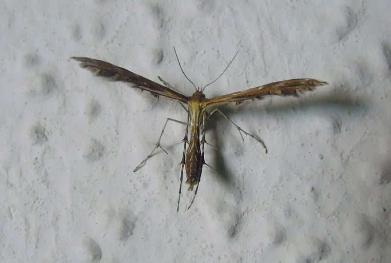 Pterophoridae da ID 2