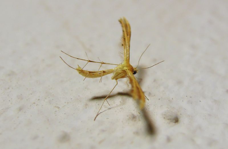 Pterophoridae da ID 3