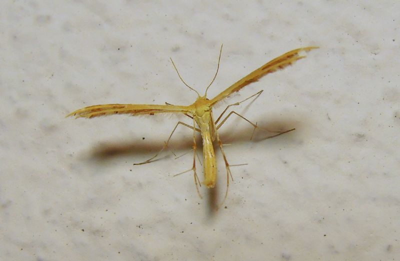 Pterophoridae da ID 3