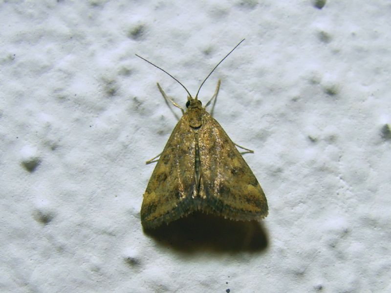 Crambidae - Pyrausta despicata