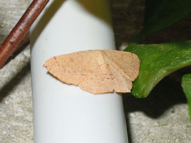 geometride da ID - Cyclophora (Cyclophora) puppillaria