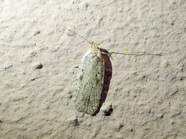 microlepidottero - Agonopterix cfr. yateana