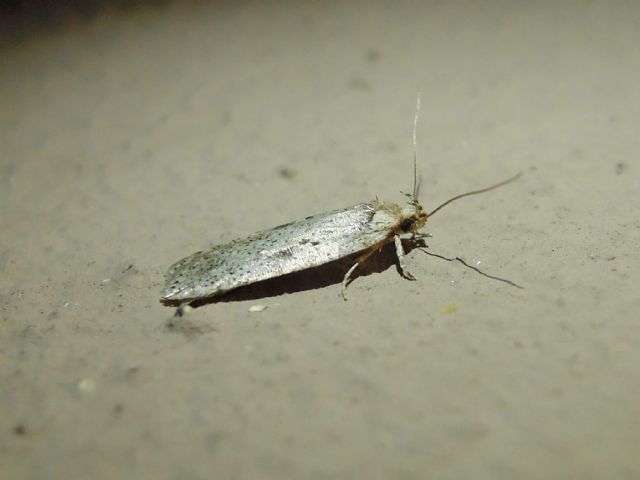 microlepidottero - Agonopterix cfr. yateana