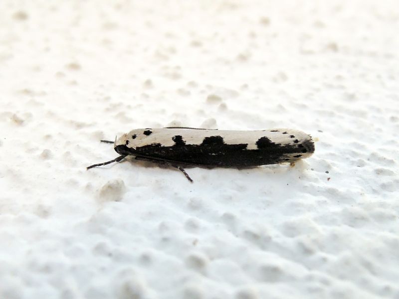 Ethmia bipunctella