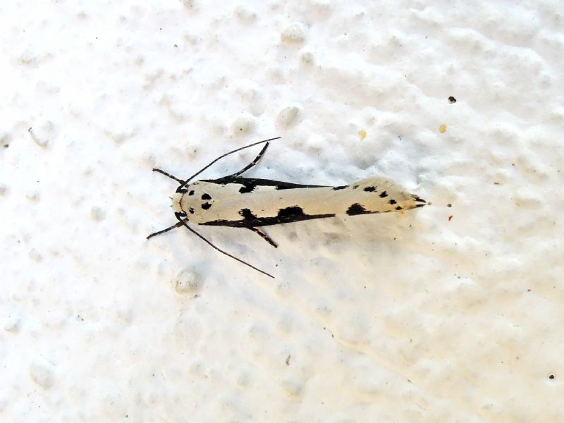 Ethmia bipunctella