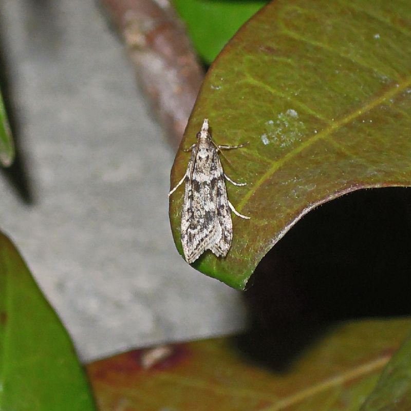 Diurnea fagella (Chimabachidae),Eudonia angustea (Crambidae)