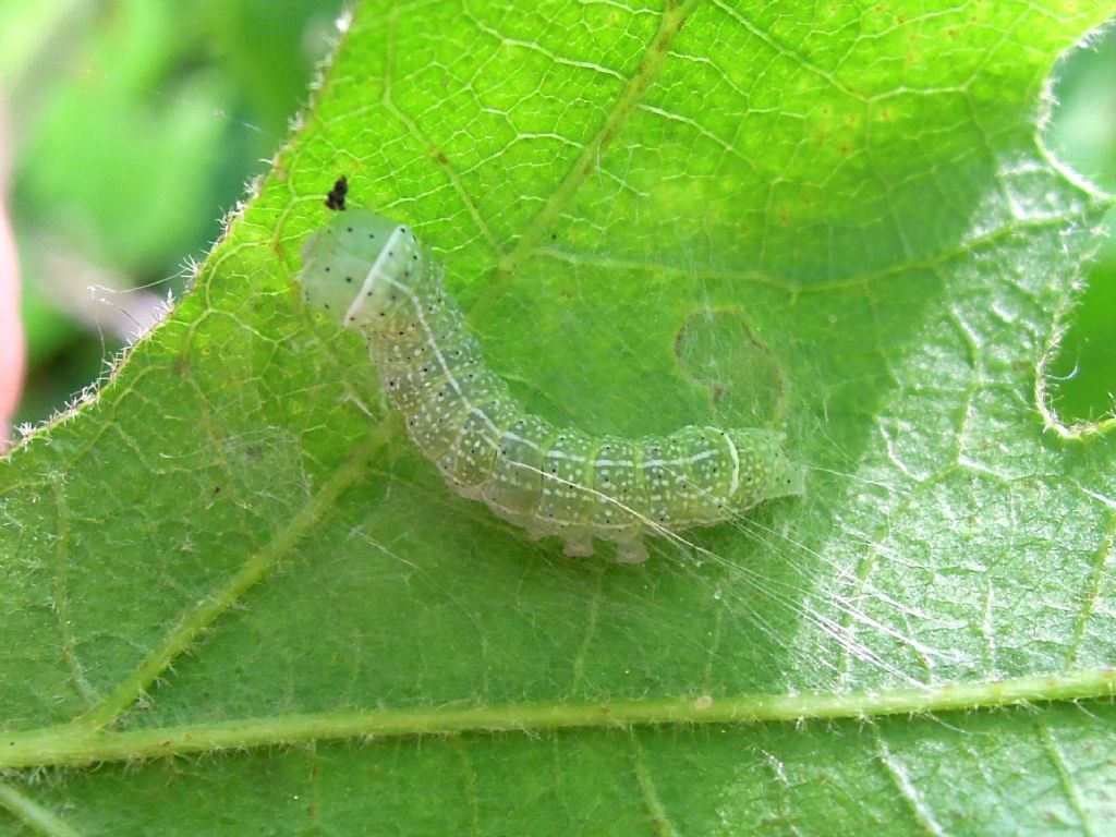 bruco ID - Orthosia (Monima) cerasi