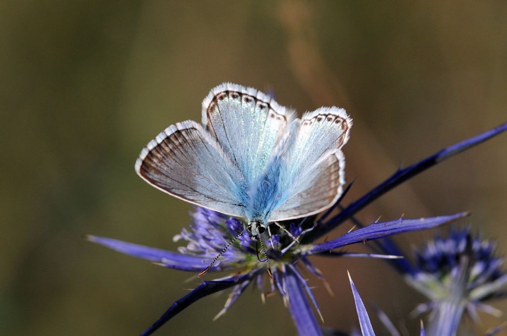 Polyommatus coridon