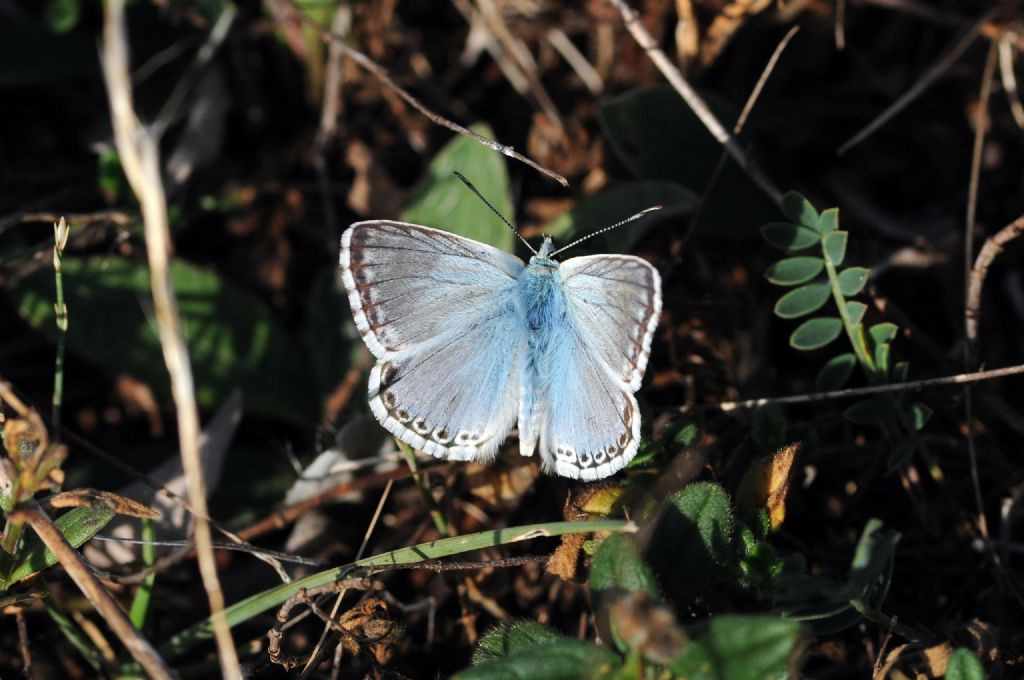 Polyommatus coridon