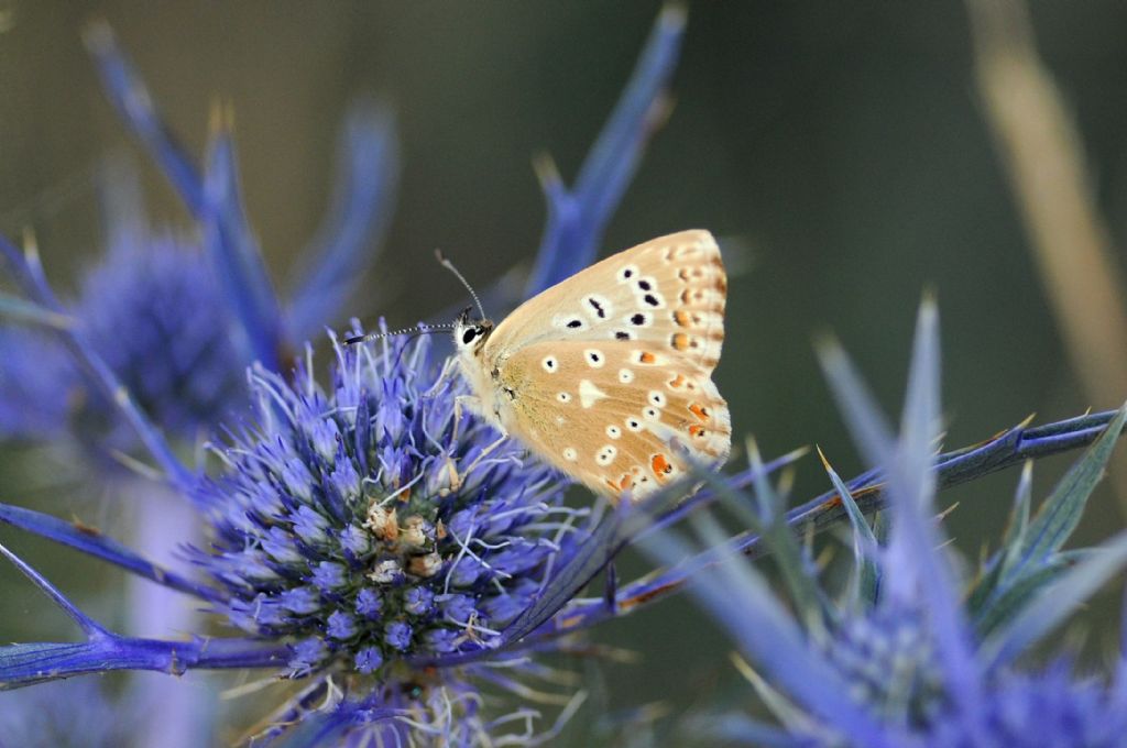 Polyommatus coridon