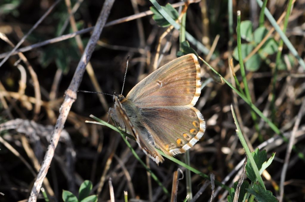 Polyommatus coridon