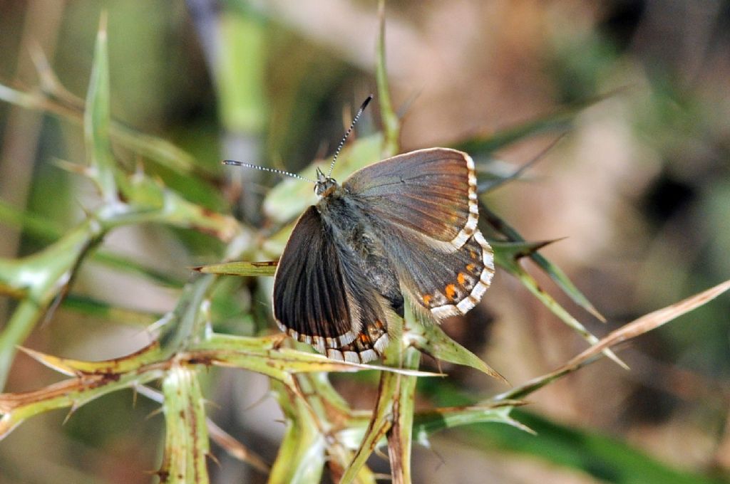 Polyommatus coridon