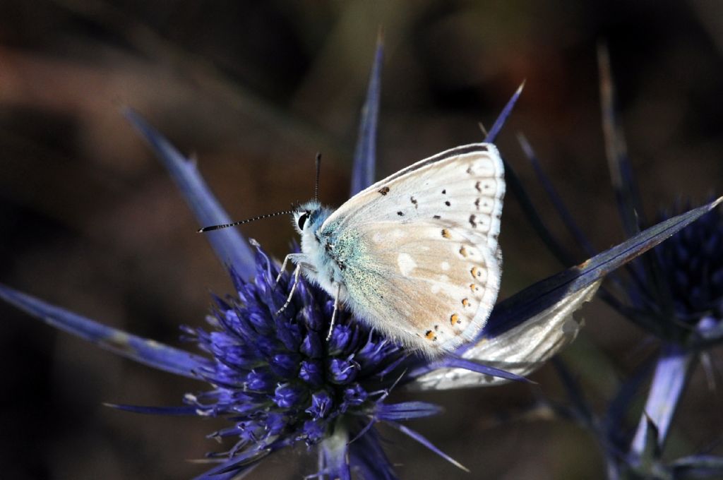 Polyommatus coridon