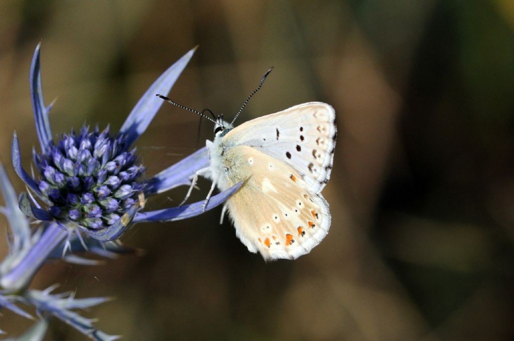 Polyommatus coridon