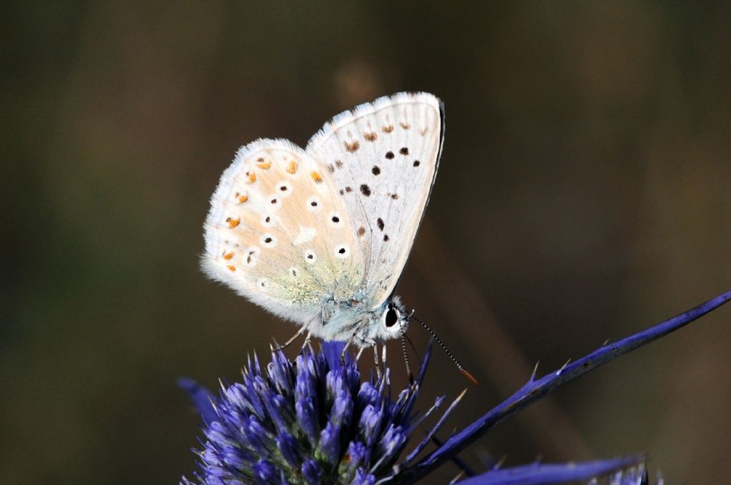 Polyommatus coridon