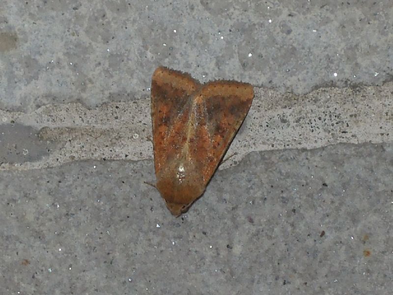 noctuide da id - Helicoverpa armigera