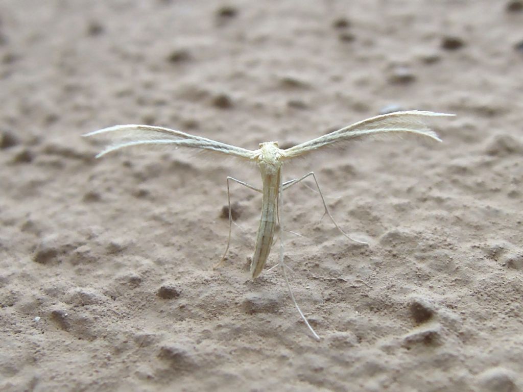 Merrifieldia sp. e Pterophorus pentadactyla