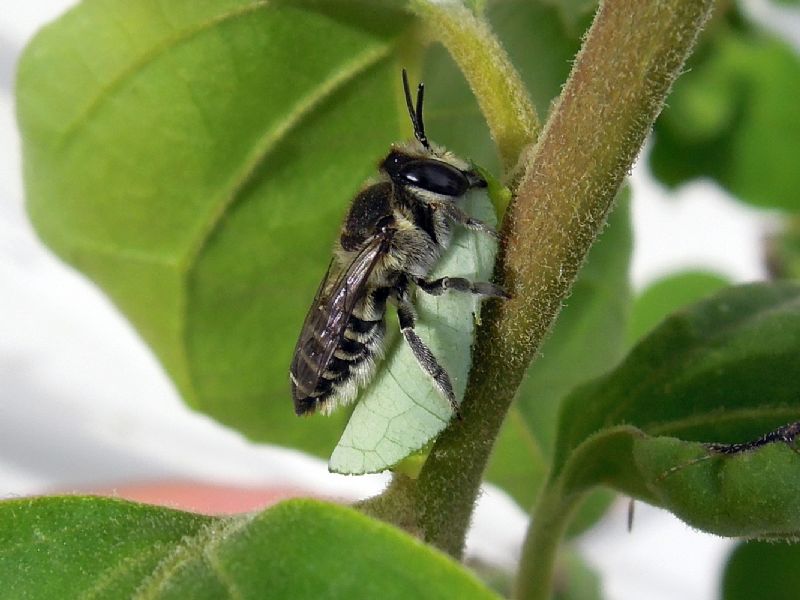 Apidae Andreninae? No, Megachile sp.,  Apidae Megachilinae