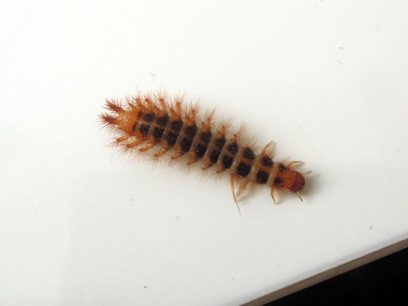 Larva di Drilus sp. (Drilidae)