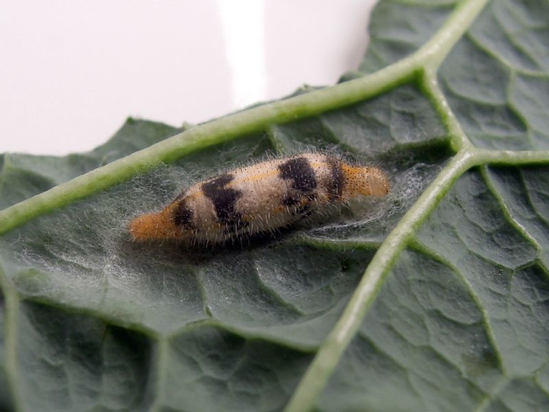 crisalide da id - No, bruco di Pieris cfr. brassicae parassitizzato