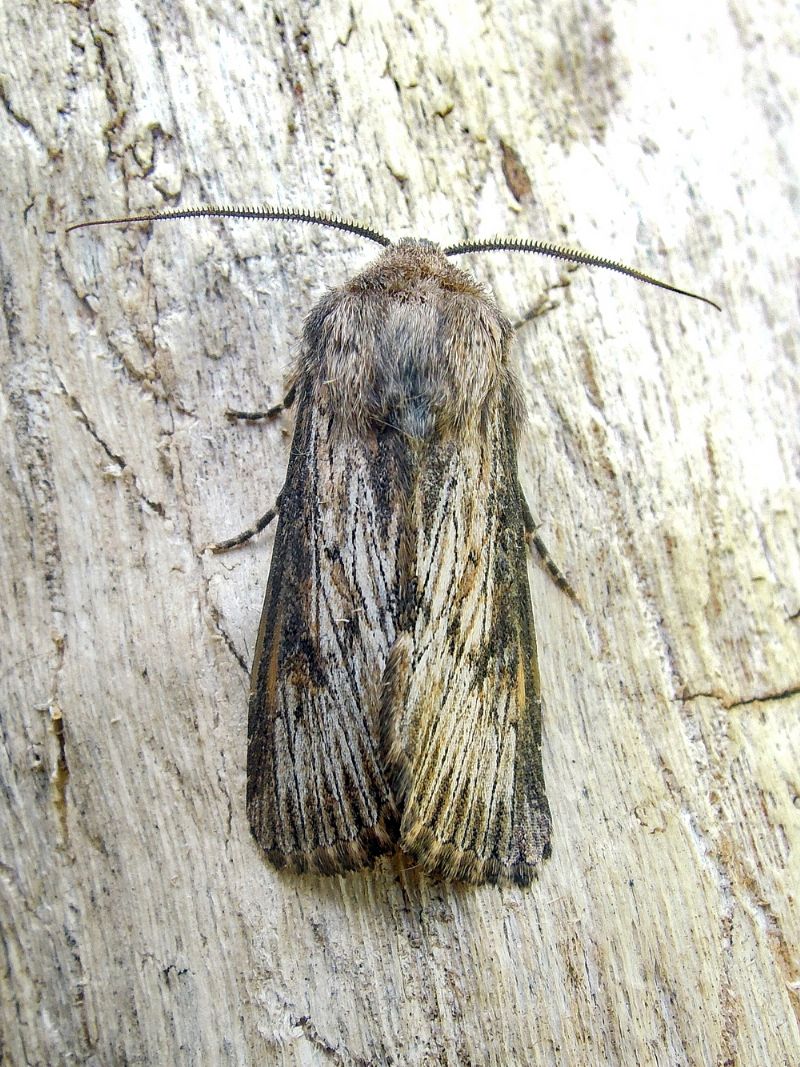 Aporophyla australis  - Noctuidae