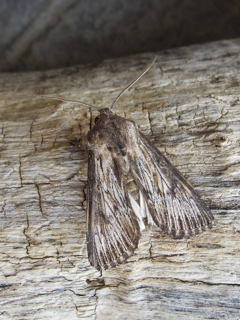 Aporophyla australis  - Noctuidae