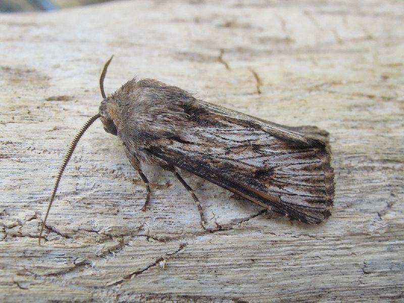 Aporophyla australis  - Noctuidae