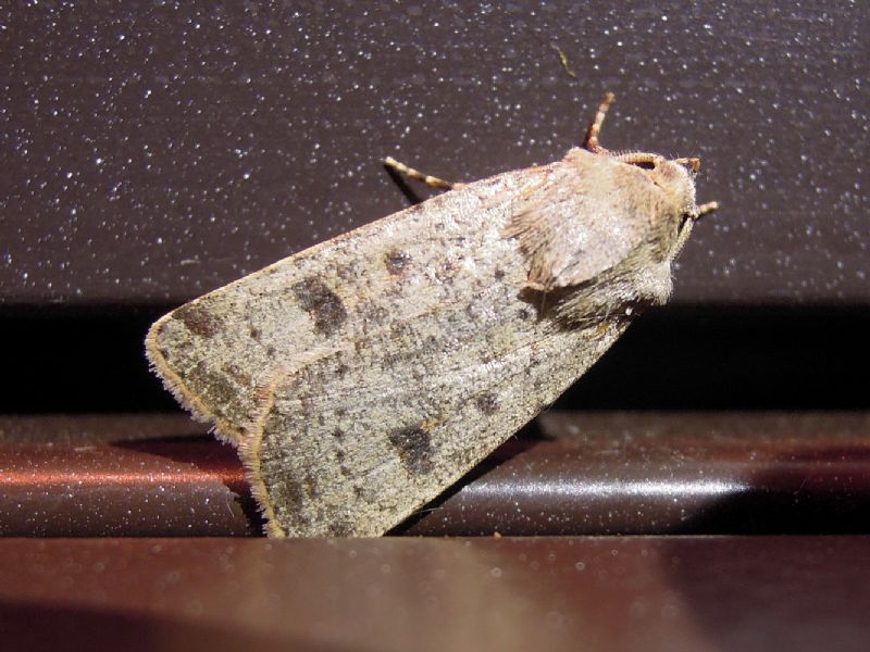 Agrotis cfr. trux, Noctuidae