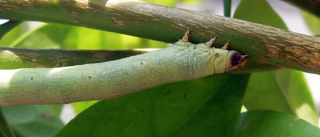 bruco da id - Ascotis selenaria, Geometridae