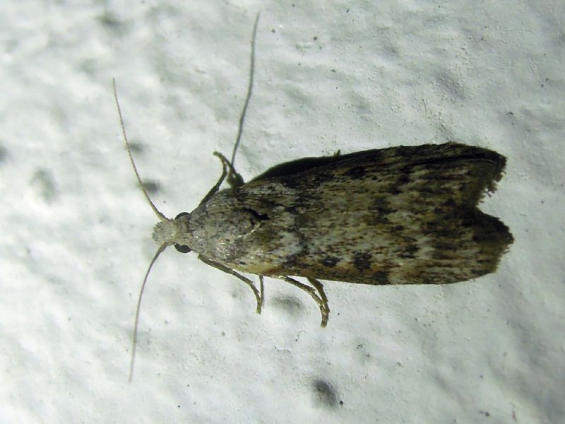 Piccoletto da id - Lamoria anella, Pyralidae