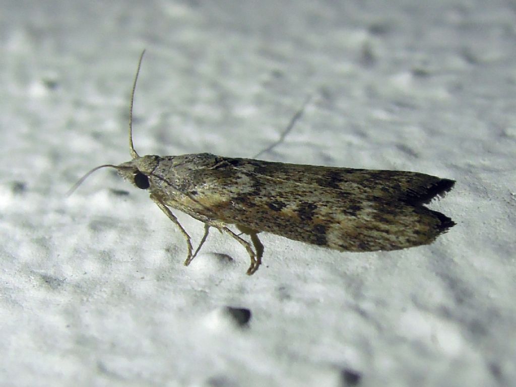 Piccoletto da id - Lamoria anella, Pyralidae