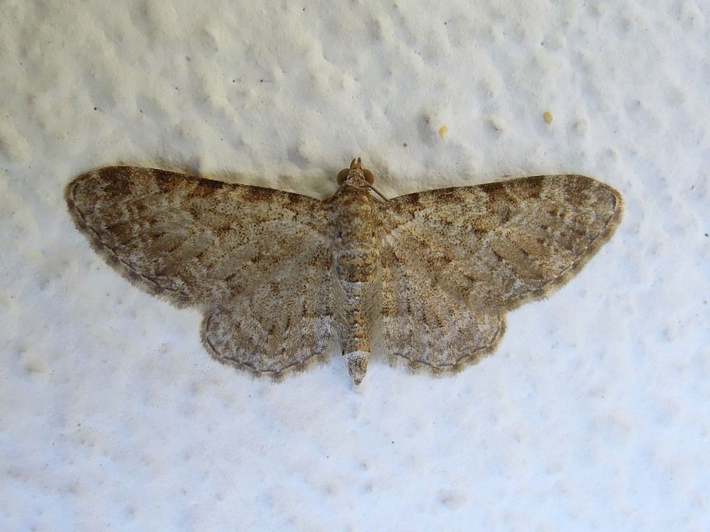 Eupithecia da id: Eupithecia semigraphata - Geometridae