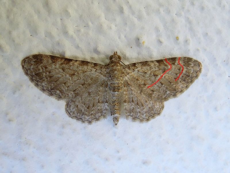 Eupithecia da id: Eupithecia semigraphata - Geometridae