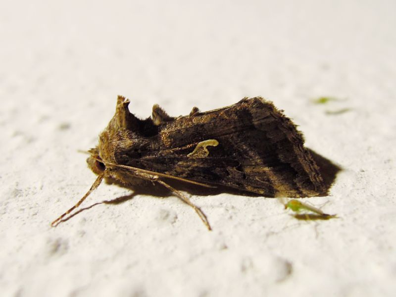 Plusiinae: Autographa gamma e Trichoplusia ni