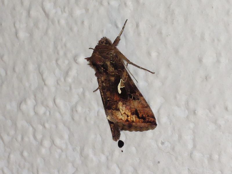 Plusiinae: Autographa gamma e Trichoplusia ni