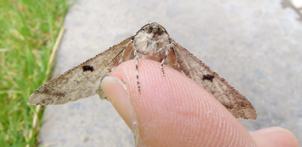 Ascotis selenaria