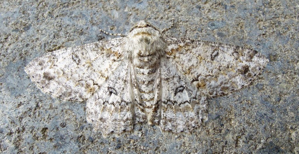 Ascotis selenaria