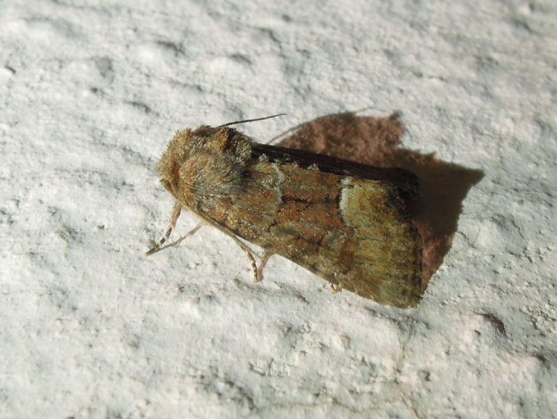 Noctuidae:  Oligia sp.