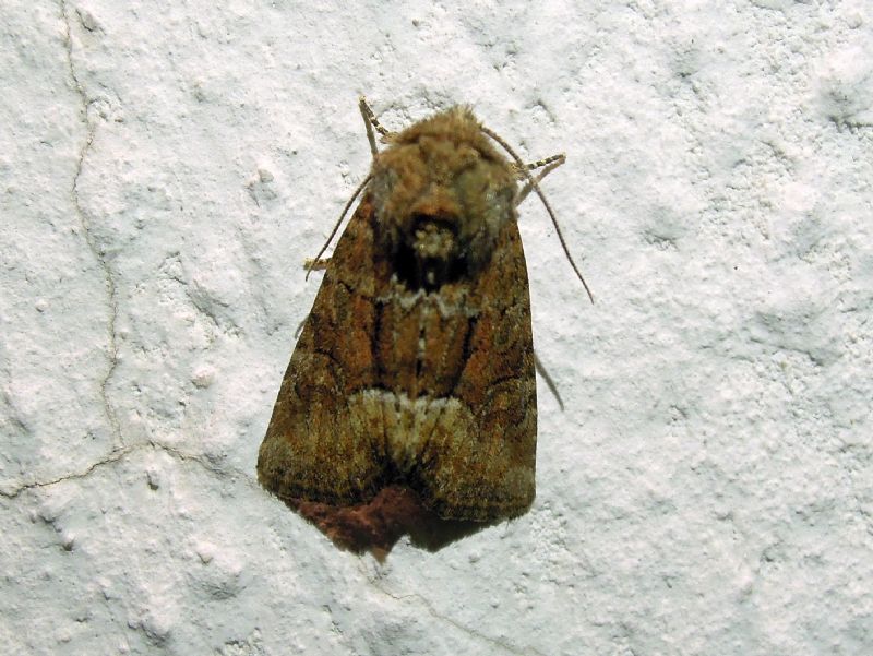 Noctuidae:  Oligia sp.