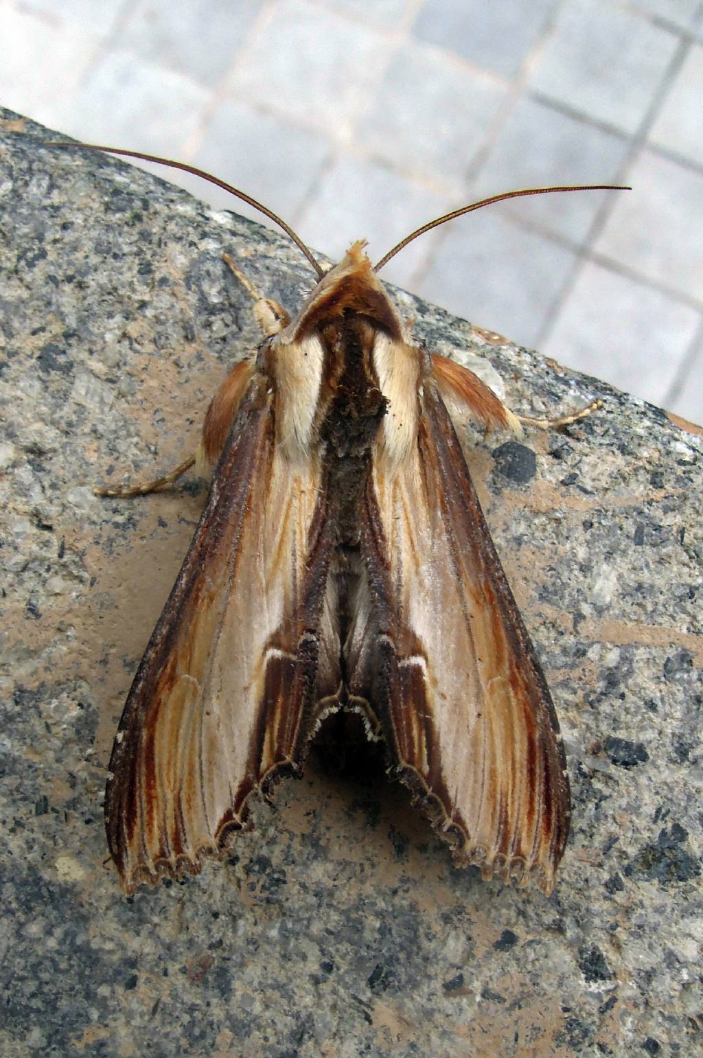 Cucullia sp., Noctuidae