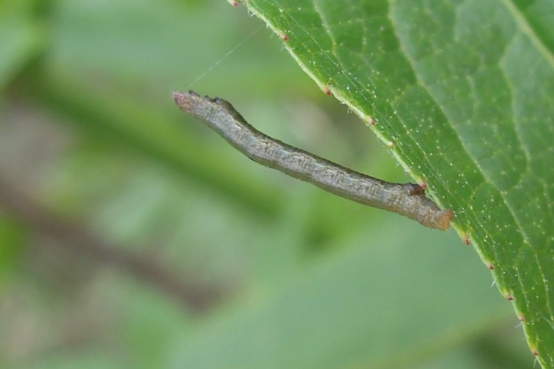 bruco da id 2 - Ascotis selenaria, Geometridae