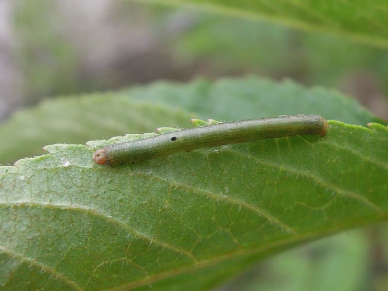 bruco da id 2 - Ascotis selenaria, Geometridae