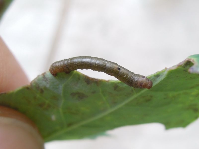 bruco da id 2 - Ascotis selenaria, Geometridae