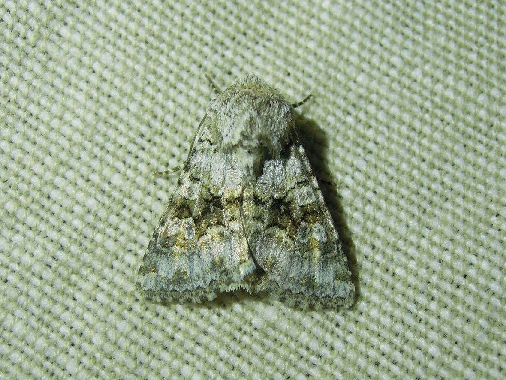 Hecatera bicolorata (Noctuidae) ?? - Si