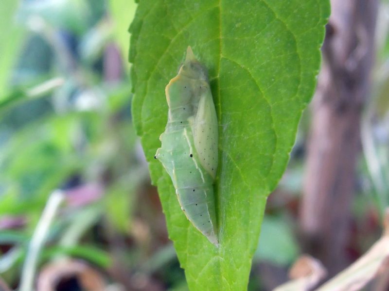 bruco da id 1 - Pieris sp.